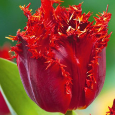 Тюльпан Оторочений Crystal Beauty