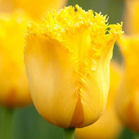 Тюльпан Оторочений Crystal Star