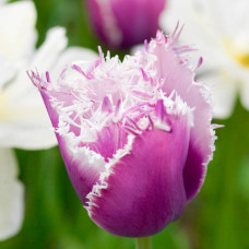 Тюльпан Оторочений Cummins