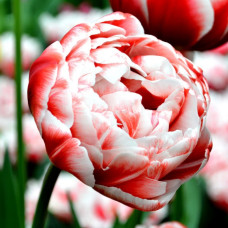 Тюльпан Махровий + Багатоквітковий Drumline