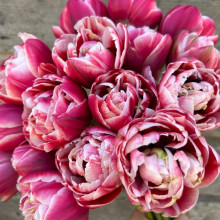 Тюльпан Махровий + Багатоквітковий Drumline