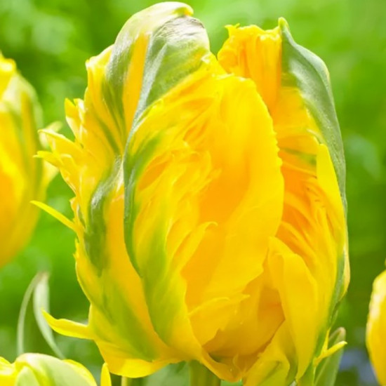 Тюльпан Папуговий Eagle Wings