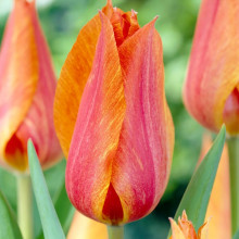 Тюльпан тріумф El Nino