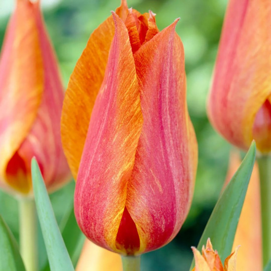 Тюльпан тріумф El Nino