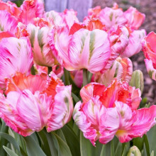 Тюльпан Папуговий Elsenburg