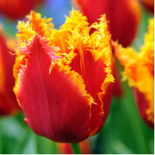Тюльпан Оторочений Fabio