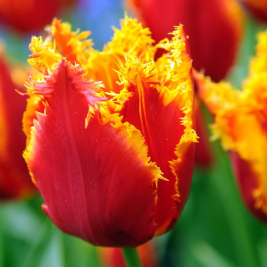 Тюльпан Оторочений Fabio