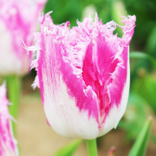 Тюльпан Оторочений Fancy Frills