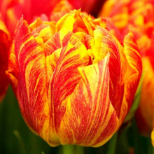Тюльпан Махровий Flaming Baby