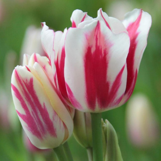 Тюльпан Мультіфлора Flaming Club