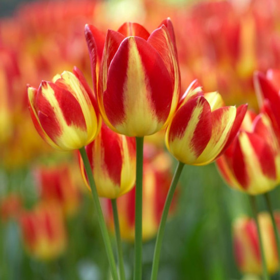 Тюльпан Мультіфлора Florette