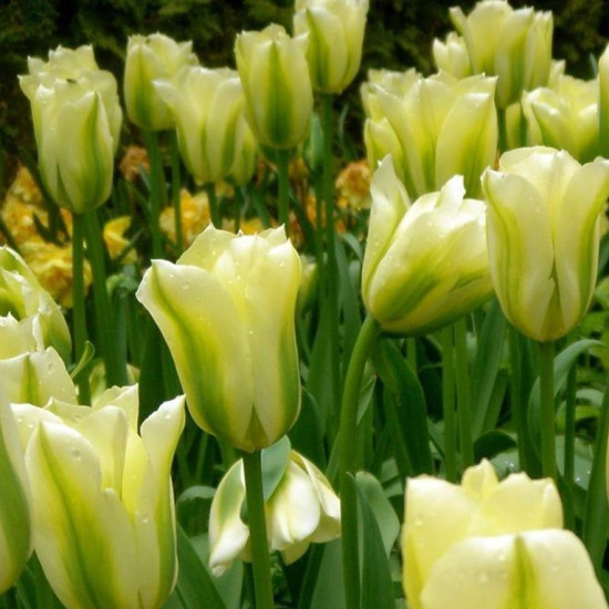 Тюльпан Вірідіфлора Formosa
