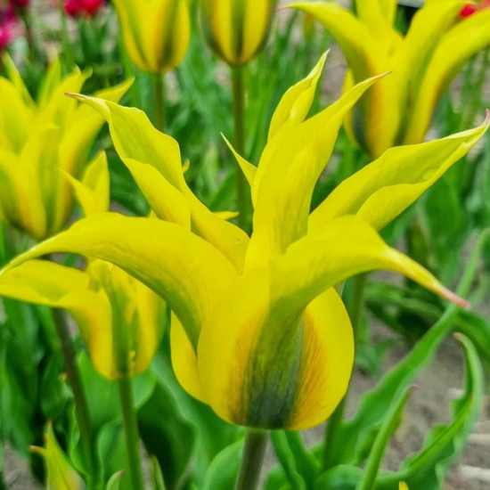 Тюльпан Вірідіфлора Formosa