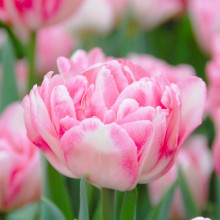 Тюльпан Махровий Foxtrot