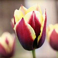 Тюльпан Тріумф Gavota