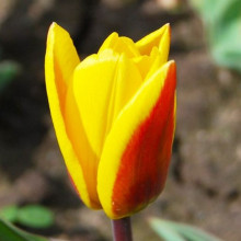 Тюльпан Кауфмана Giuseppe Verdi