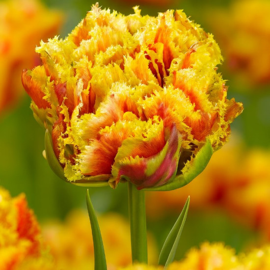 Тюльпан Махровий + Оторочений Gold Dust