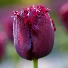 Тюльпан Оторочений Gorilla