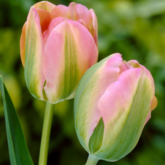 Тюльпан Вірідіфлора Groenland