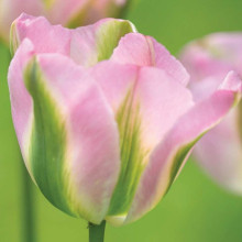 Тюльпан Вірідіфлора Groenland