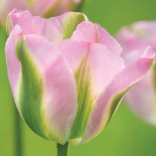 Тюльпан Вірідіфлора Groenland