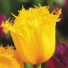 Тюльпан Оторочений Hamilton