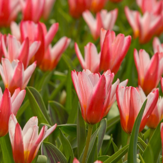 Тюльпан Кауфмана Heart's Delight