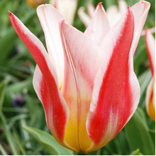 Тюльпан Кауфмана Heart's Delight