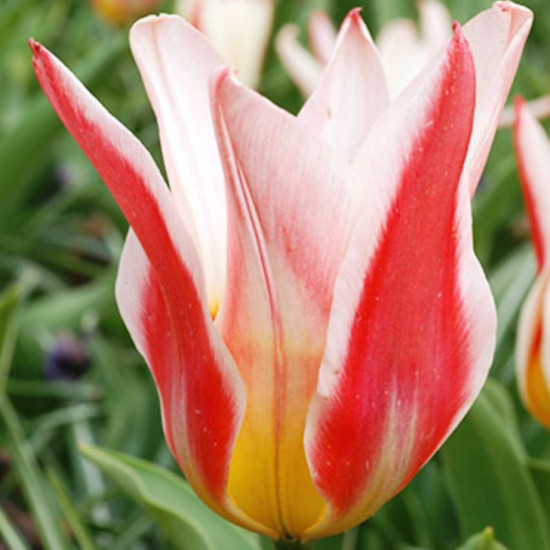 Тюльпан Кауфмана Heart's Delight