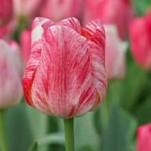 Тюльпан Тріумф Hemisphere