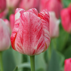 Тюльпан Тріумф Hemisphere