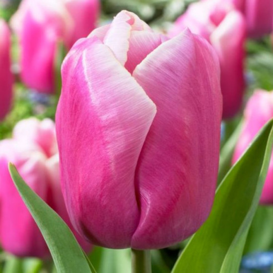 Тюльпан Тріумф Holland Beauty