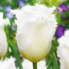 Тюльпан Оторочений Honeymoon