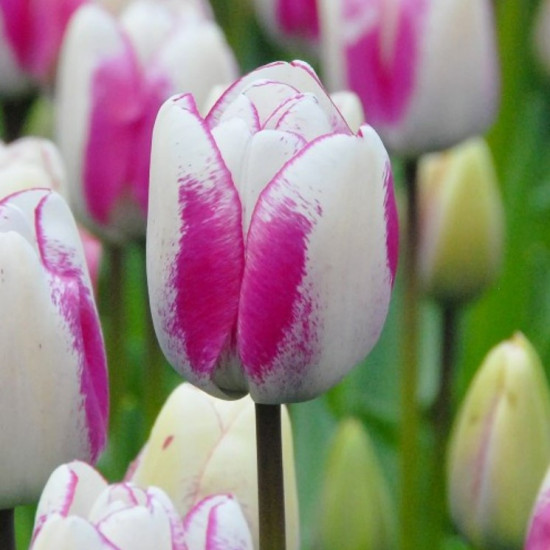 Тюльпан Тріумф Hotpants