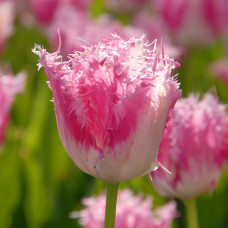 Тюльпан Оторочений Huis ten Bosch