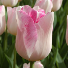 Тюльпан Тріумф Infinity