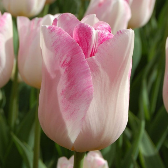 Тюльпан Тріумф Infinity