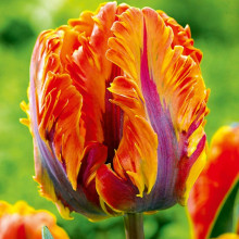 Тюльпан Папуговий Irene Parrot