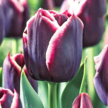 Тюльпан Тріумф Jack Pot