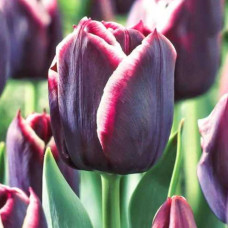 Тюльпан Тріумф Jack Pot