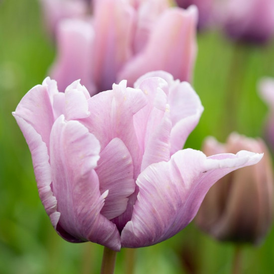 Тюльпан Папуговий James Last