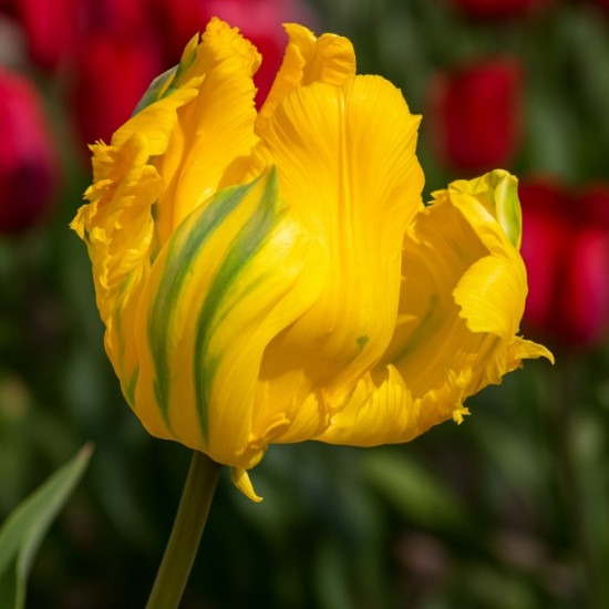 Тюльпан папуговий Jan van Nes Parrot