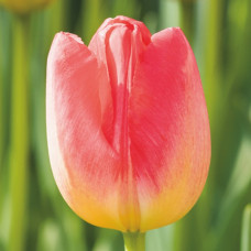 Тюльпан Тріумф Judith Leyster