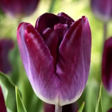Тюльпан Тріумф Kansas Proud