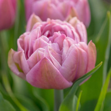 Тюльпан Махровий Katinka