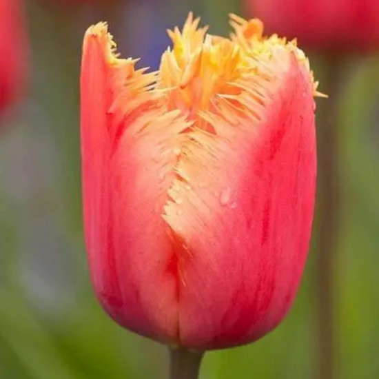 Тюльпан Оторочений Lambada
