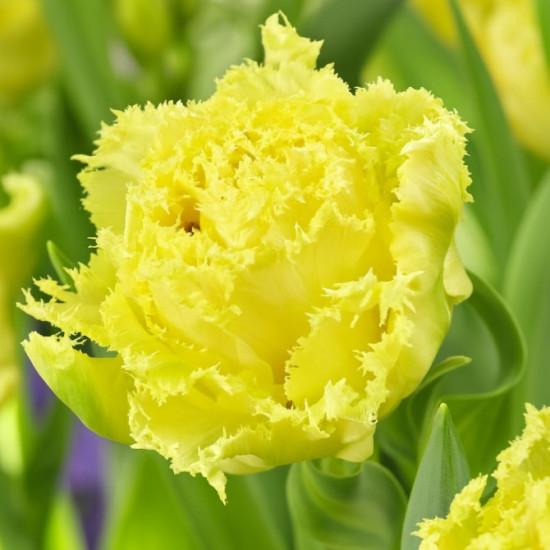 Тюльпан Махровий + Оторочений Lemon Shoot