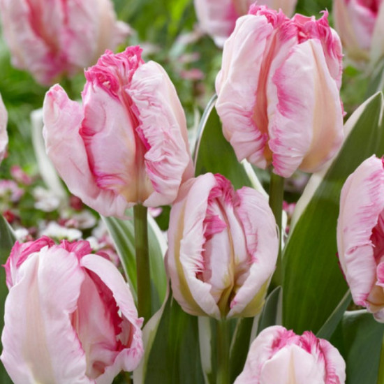 Тюльпан Папуговий Libretto Parrot