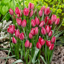 Тюльпан Ботанический Little Beauty