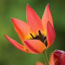 Тюльпан Ботанічний Little Princess